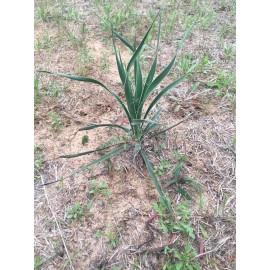 Yucca 6 Yucca Plants 🌱 Starter Yuca Landscaping Adams Needle 8-10“ tall