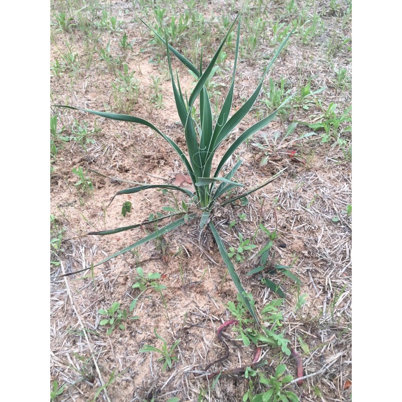 Yucca 6 Yucca Plants 🌱 Starter Yuca Landscaping Adams Needle