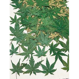 HANDI-KAFU Green Maple Leaf Real Natural Dried Pressed Flowers for Resin Art Craft DIY Pack of 12