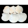 Florida Shells and Gifts 6 LG White Irish Baking Scallop