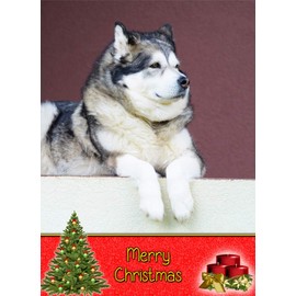 Alaskan Malamute Dog Christmas Card 'Merry Christmas' - Special Dog Pet Xmas Card for Him Her from Pets Kids