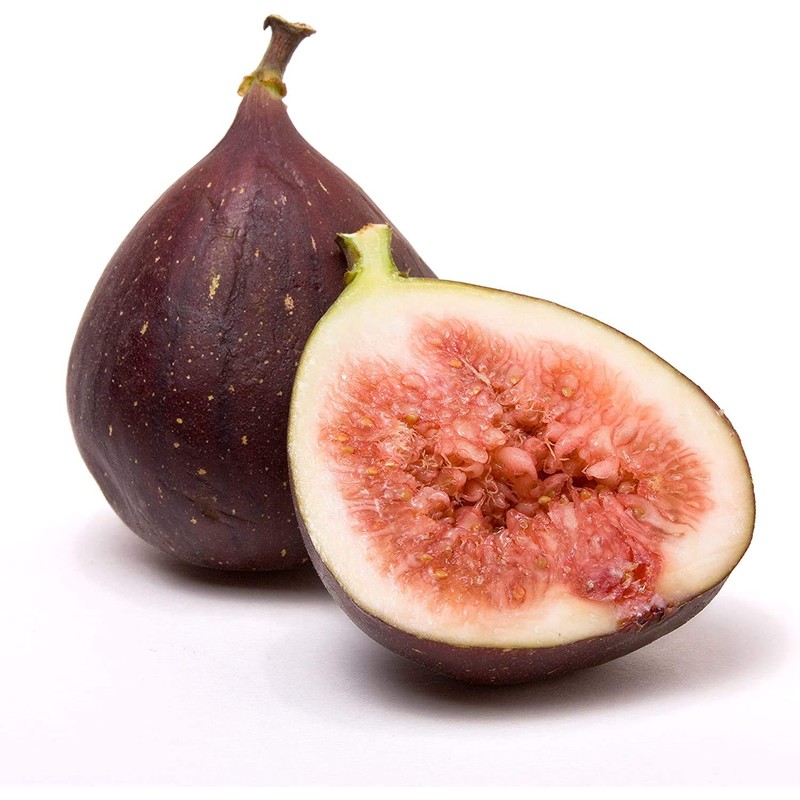 Ficus "Celeste" Fig Tree live plant cold hardy