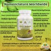 Pure Guduchi Capsules (Tinospora Cordifolia) - Natural Immune Support Supplement