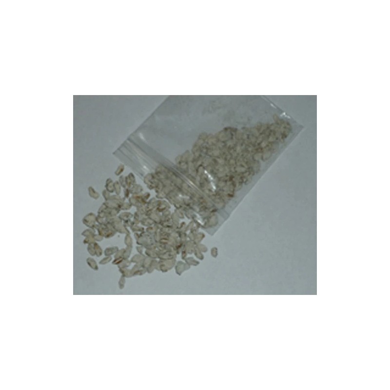 Saffron milk cap(Red pine mushroom) spores spawn/mycelium (on dry seeds)