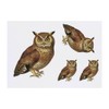 4 x 'Brown Owl' Temporary Tattoos - Water Resistant, Skin-Safe,
