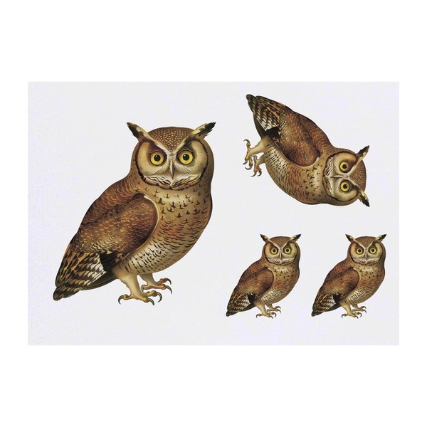 4 x 'Brown Owl' Temporary Tattoos - Water Resistant, Skin-Safe,