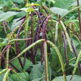Southeast Seeds Top Pick Pinkeye Purple Hull Pea Seeds, NON-GMO, Cowpea, Southern Pea, FREE SHIP - 2000 Seeds or 1 LB