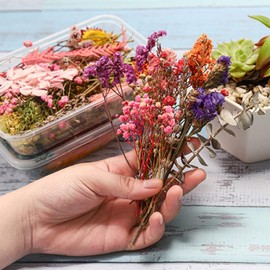 Flores secas de Resina, 2 uds., mezcladas, prensadas Naturales, Decorativas para fundición epoxi DIY
