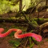3d Printed Toys, 3d Printed Fidget Toy, 3d Printed Snake