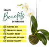 Better-Gro 19” Hanging Kokedama with Phalaenopsis Orchid – Indoor/Outdoor Planter-