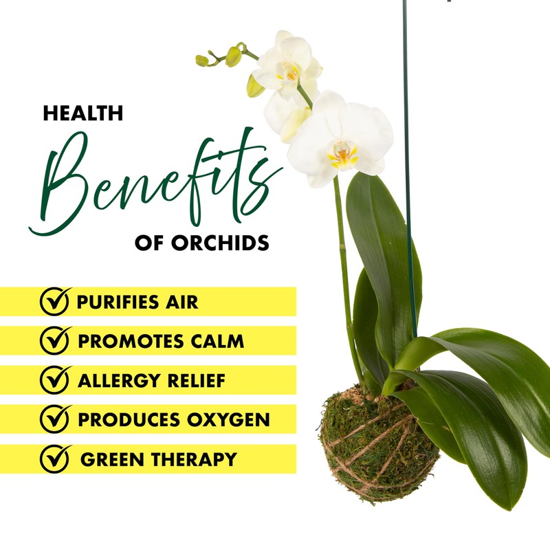 Better-Gro 19” Hanging Kokedama with Phalaenopsis Orchid – Indoor/Outdoor Planter-