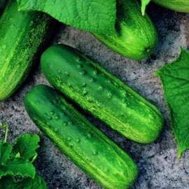 Cucumber Seeds for Planting – 50 Non-GMO Heirloom Garden Seeds, Plant & Grow Pioneer Hybrid Cucumber Seeds Home Outdoor Garden – Great Gardening for Abundant Harvests, 3 Packets, Green