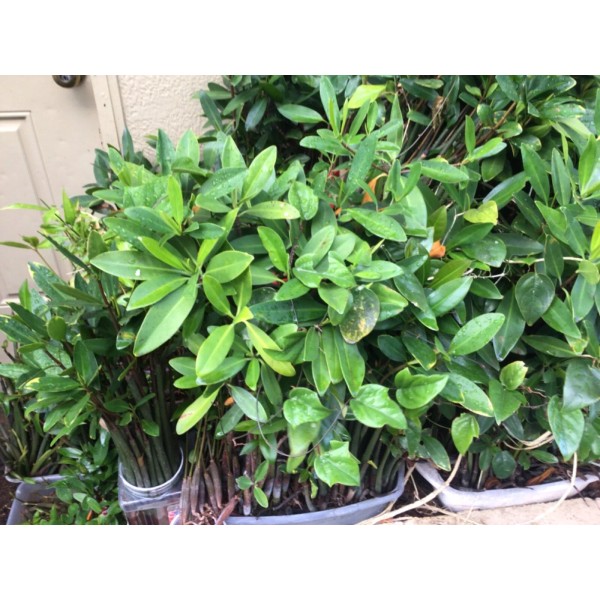 10 very LARGE red mangroves*AQUA