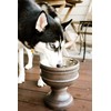 Pet Junkie Summit Single Elevated Dog Bowl Stand with Removable