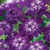 Mixed Candytuft Seeds for Planting - 2000+ Non-GMO & Heirloom