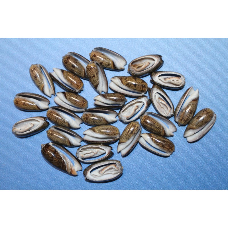 50- Natural Black Olive Seashells for Crafts, Precision Top Cut