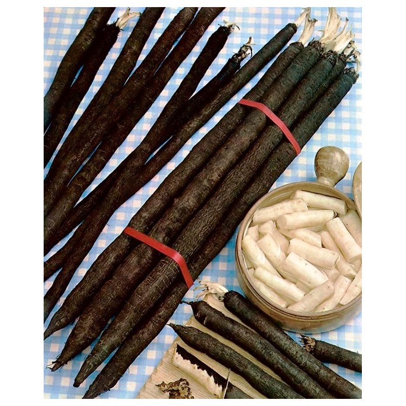 SeedsUP - 100+ Seeds Giant Black Root Salsify - Vegetable