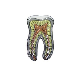 Colorful Detailed Dental Anatomy Tooth Teeth Magnet