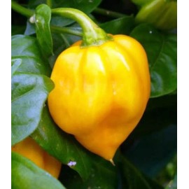 inherited seeds HOTTEST of All Habanero Caribbean Yellow 450K SHU 50+ Premium Heirloom Seeds USA