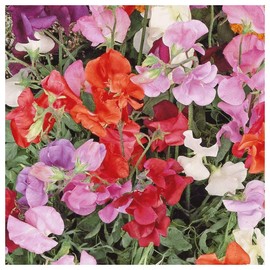 Everwilde Farms - 1/4 Lb Knee High Mix Sweet Pea Wildflower Seeds - Gold Vault