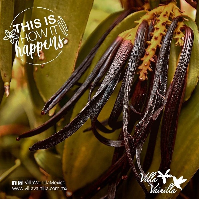 Villa Vainilla Mexican Vanilla Beans - All Natural, Pure, Whole
