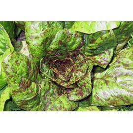 Lettuce Seeds “Freckles” - Loose Head Decorative Romaine Lettuce | USA Grown Heirloom Seeds by Liliana's Garden |