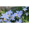Carolina Lavender Heirloom Iris Purple, Walking Iris, 4 Plants +