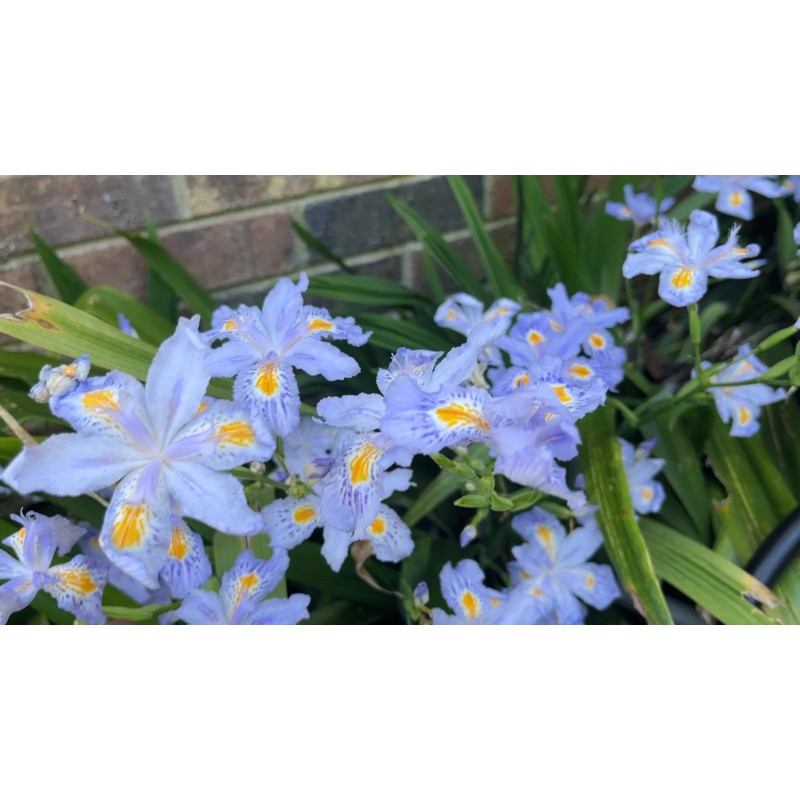 Carolina Lavender Heirloom Iris Purple, Walking Iris, 4 Plants +