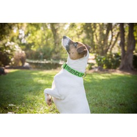 FRIENDLY (Known as Friendly) Green Colour Coded Neoprene Padded Dog Collar PREVENTS Accidents By Warning Others Of Your Dog In Advance (Small-Medium)