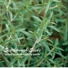 SCARBOROUGH SEEDS SUMMER SAVORY - 500 Seeds - Herb Non