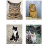 Cat Postcard Photo Japanese Pheasant Siamese Cat White Cat Interior