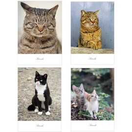 Cat Postcard Photo Japanese Pheasant Siamese Cat White Cat Interior Postcard Fine Paper Present