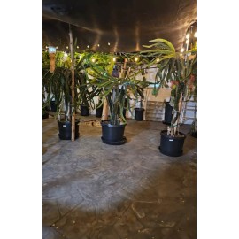 ORGANICO 1  DRAGON FRUIT CUTTINGS - Purple Haze 8-12 INCHES LONG