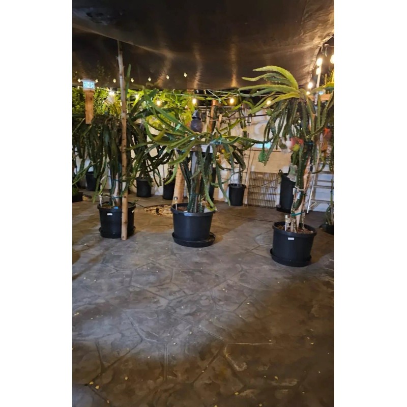 ORGANICO 1 DRAGON FRUIT CUTTINGS - Purple Haze 8-12 INCHES