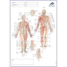 3B Scientific Acupuncture Meridian Notepad Italian 30cm x 21cm 0.5cm