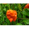 JD Piranha Pepper Seeds
