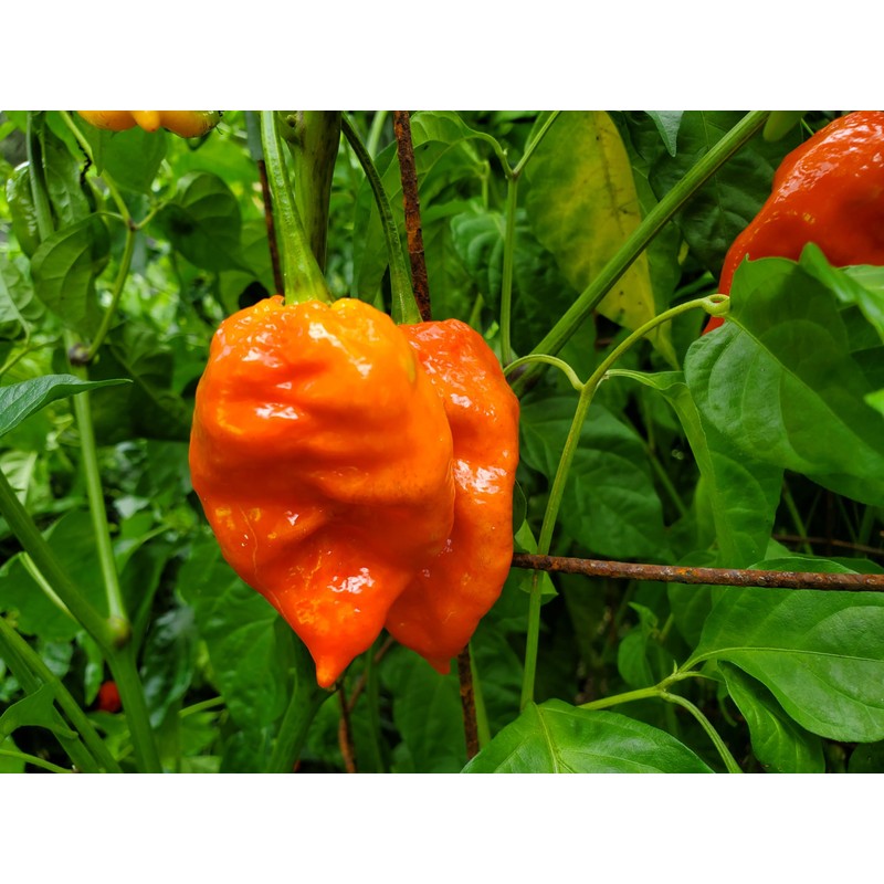 JD Piranha Pepper Seeds