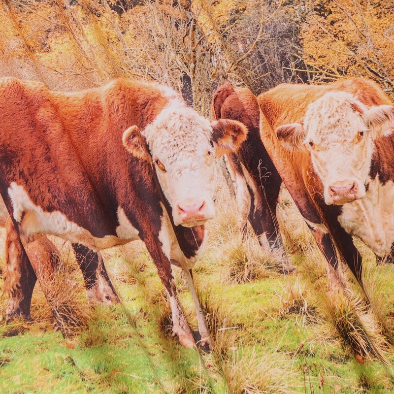 MOOK FABRICS Cotton Autumn Cows (36" Panel), Multi 15 Yard