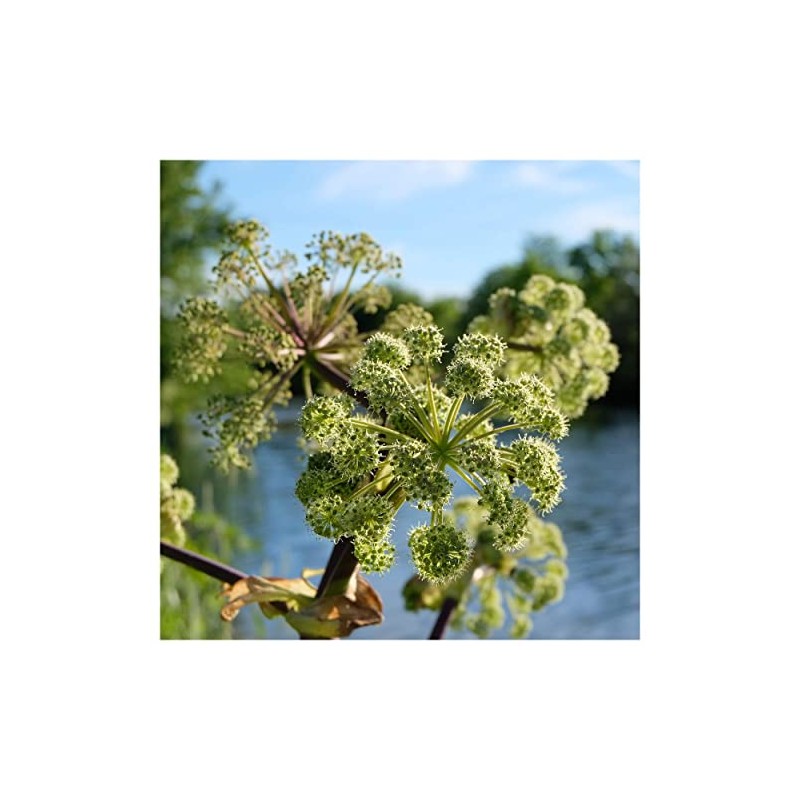 Everwilde Farms - 1 Oz Angelica Native Wildflower Seeds -