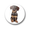 01 Large Refrigerator Magnets with Dachshund Portrait Design Set of