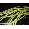 15 Organic Asian Long Bean Seeds (Green,Long Variety),Rare type.US grown.