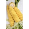 Seeds Sugar Sweet Corn Heirloom Vegetable for Planting Non GMO