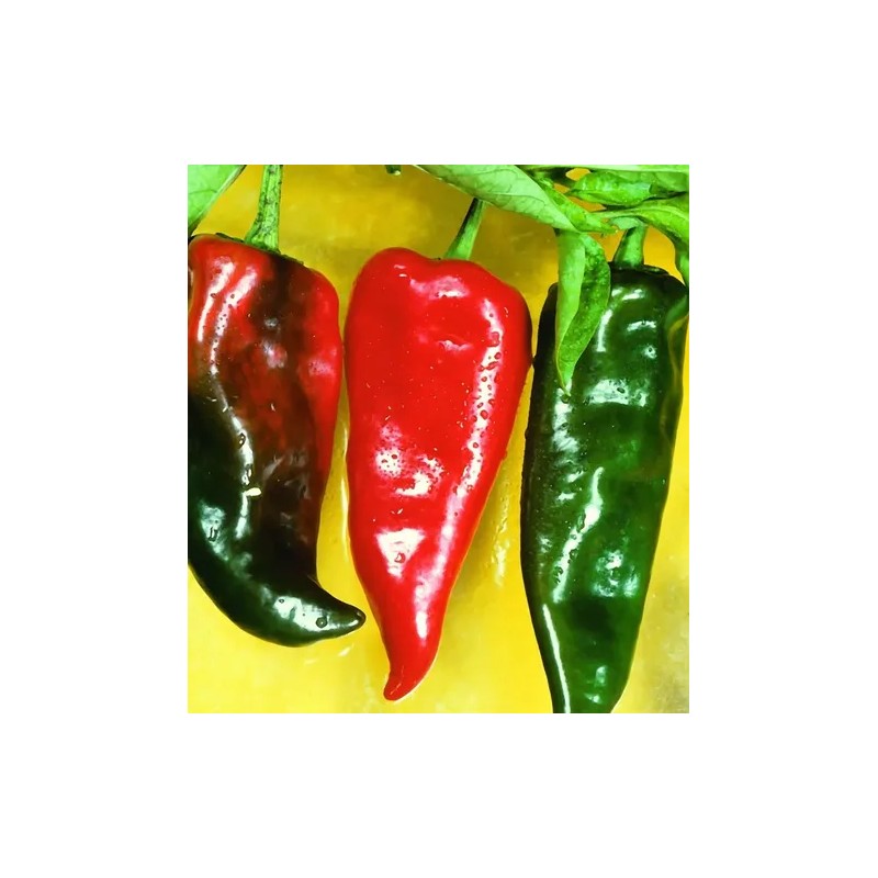 20 Semillas Chile Anaheim Pepper Importadas Organicas Nuevas