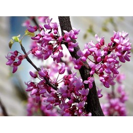 Judas Tree Bonsai European Redbud Tree of Love Flowering Cercis Siliquastrum Sakura 15 Seeds for Planting