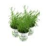Olive herb in a set of 3, olive shrub, Santolina