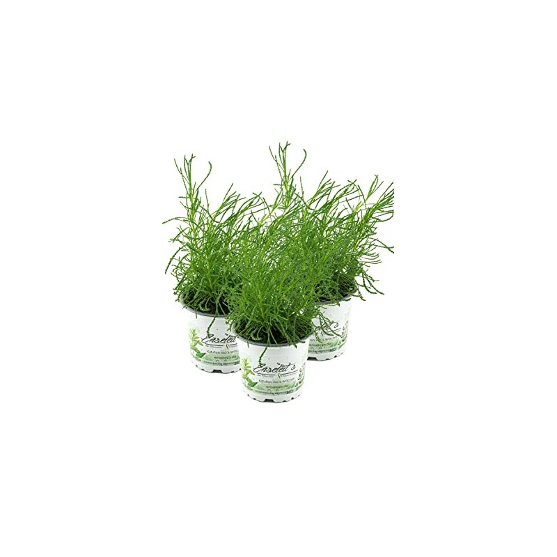 Olive herb in a set of 3, olive shrub, Santolina