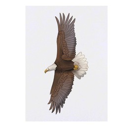 'Flying Bald Eagle' Temporary Tattoo - Water Resistant, Skin-Safe, Non-Toxic Transfer (TO00085071)