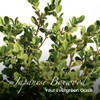 American Plant Exchange Live Japanese Boxwood Plant, Plant Pot for