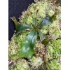 Carnivero Nepenthes Vetchii Kelabit Highlands x S.O.M. x L.V.B.