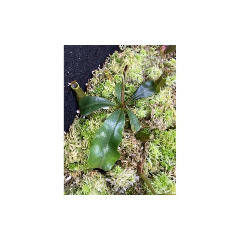 Carnivero Nepenthes Vetchii Kelabit Highlands x S.O.M. x L.V.B.